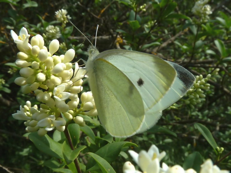 da id: Pieris mannii????